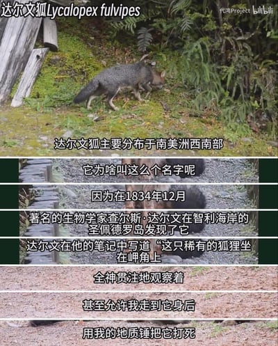 这是一组来自B站科普视频的拼接截图，介绍了达尔文狐的基本信息与命名由来：<br>1. 达尔文狐主要分布在南美洲西南部；<br>2. 它的名字源于1834年12月，生物学家达尔文在智利海岸的圣佩德罗岛发现了它；<br>3. 最后以达尔文笔记里的内容收尾，原本平和的观察记录突然反转成“用地质锤打死”，形成了黑色幽默的反差感。