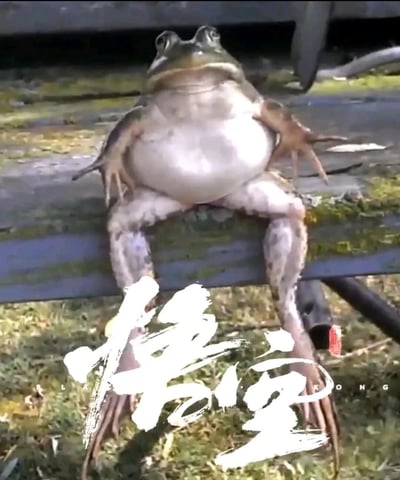 一只青蛙以拟人化的姿势端坐在长满青苔的木板上，双腿自然分开，前肢撑在板上，仰头挺胸，圆滚滚的肚子格外显眼，眼神中透着一丝不屑与悠闲。图片底部用白色毛笔字醒目地写着“悟空”二字，将青蛙的慵懒姿态与齐天大圣的霸气形象巧妙结合，形成强烈的反差萌，让人忍俊不禁。