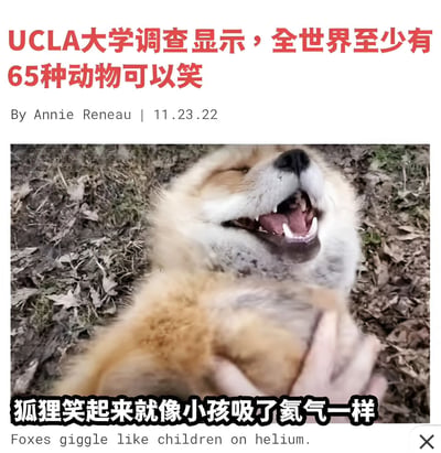 图片上方是红色大字标题“UCLA大学调查显示，全世界至少有65种动物可以笑”，下方署名为“By Annie Reneau | 11.23.22”。中间是一张狐狸仰躺在地上的照片，狐狸嘴巴大张，露出牙齿，眼睛眯起，表情看起来像是在大笑。图片底部有文字说明“狐狸笑起来就像小孩吸了氦气一样”，并配有英文翻译“Foxes giggle like children on helium.”。