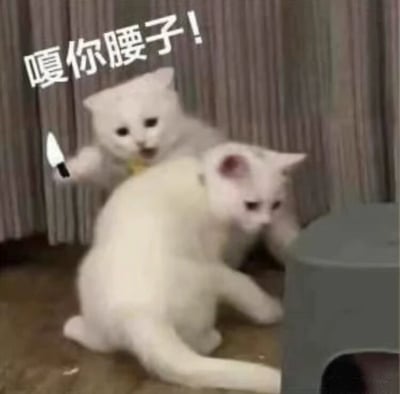 这是一张经过P图改编的搞笑表情包，画面中有两只白色猫咪：后方的猫咪被P上了一把小刀，嘴巴大张，神态激动，做出攻击的姿态，上方配有文字“嘎你腰子！”；前方的猫咪则侧身对着镜头，表情平静，似乎完全没注意到后方的“威胁”。整体画面利用猫咪的姿态和P图元素，结合网络热梗，营造出夸张、戏谑的搞笑氛围，常用于社交聊天中以开玩笑的方式表达“威胁”或调侃的情绪。