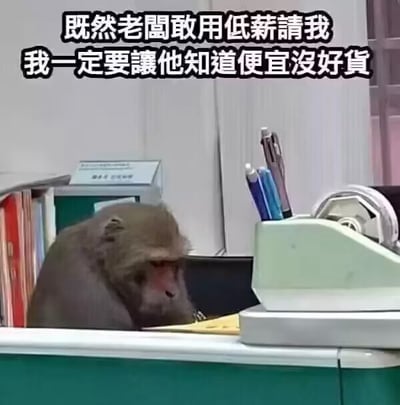 整张图是搞笑职场梗图，背景为常规办公室环境，桌面上摆放着笔筒、笔、办公设备等办公用品，一只野生猴子坐在工位座位上，神态倦怠慵懒，好似正在消极应付工作。图片顶部配有黑色加粗繁体文字：“既然老闆敢用低薪請我 我一定要讓他知道便宜沒好貨”，用拟人化手法将猴子类比成被低薪雇佣的打工人，生动调侃了打工人拿到低薪资时不愿额外付出、消极工作的心态，讽刺了部分企业压低员工薪资的不合理职场现象。