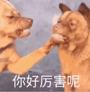这是一张经过P图改编的静态表情素材图，画面主体是两只真实的狗：左侧的狗面部凶狠，嘴巴张开露出牙齿，它的前肢被修改成类似人手的形态，正捏住右侧狗的脸部；右侧的狗脸部被挤压，同样露出牙齿，表情既愤怒又带着无奈。图片下方配有白色文字“你好厉害呢”，结合画面中带有攻击性的动作，形成强烈的反讽效果，这张表情包通常被用于网络社交场景中，用来以阴阳怪气的语气吐槽他人，表面是夸赞，实则表达不满与嘲讽。