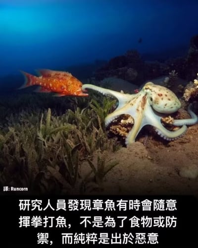 这是一张静态图文混排的趣味科普梗图，画面主体是海底场景中的一只章鱼和一条橙红色带斑点的鱼类：章鱼伸出一条触手，恰好搭在鱼类的头部位置，视觉上类似人类“挥拳”的动作。图的下方配有简体中文文字说明，内容为“研究人员发现章鱼有时会随意挥拳打鱼，不是为了食物或防御，而纯粹是出于恶意”，左下角有译者标注“译: Runcorn”。这张图将章鱼的自然行为拟人化，赋予其“恶意”的人类动机，通过动物行为与人类情绪的反差感制造出搞笑、猎奇的效果，把严肃的动物行为研究内容转化为轻松有趣的传播素材。