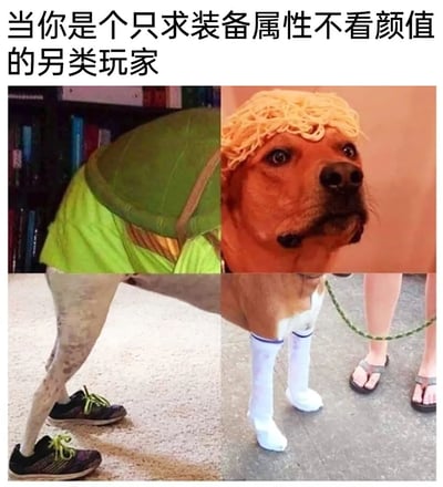 这是一张通过多图拼接而成的搞笑合成图，将狗的头部、带有忍者神龟风格服饰的下半身、穿着白袜的腿部以及搭配运动鞋的腿部拼接在一起，形成了一个外观极度违和、不协调的怪异形象。图片上方配有文字“当你是个只求装备属性不看颜值的另类玩家”，以此调侃在电子游戏中，只注重装备的属性加成效果，完全不在意装备外观是否美观、搭配是否协调的玩家群体，用视觉上的荒诞感来对应这类玩家重实用轻颜值的特点，引发有相似游戏体验的玩家共鸣。