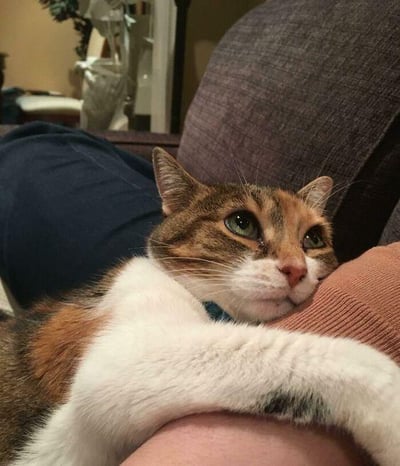 一只毛发由白、棕、黑三色相间组成的猫咪，正用两只前爪环抱着主人的手臂，将脸颊轻轻靠在主人的衣袖上，眼神流露着温柔又依赖的神情。背景是室内的深灰色沙发和模糊的家居陈设，整体画面氛围温馨治愈，生动展现出宠物与主人之间亲密信赖的相处瞬间，传递出满满的温暖感。