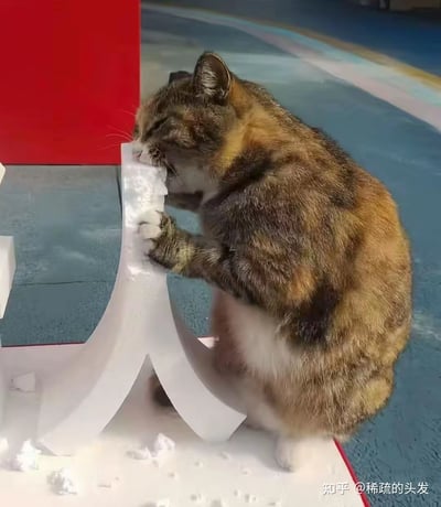 一只三花猫正专注地啃食一个白色泡沫材质的汉字“人”字雕塑，泡沫碎屑散落在周围。猫咪身体呈现出棕、黑、白相间的毛色，前爪扶着雕塑，头部低垂，眼睛微闭，似乎对这个不寻常的“食物”非常投入。背景中可见红色墙面和蓝色地面，形成鲜明的色彩对比。