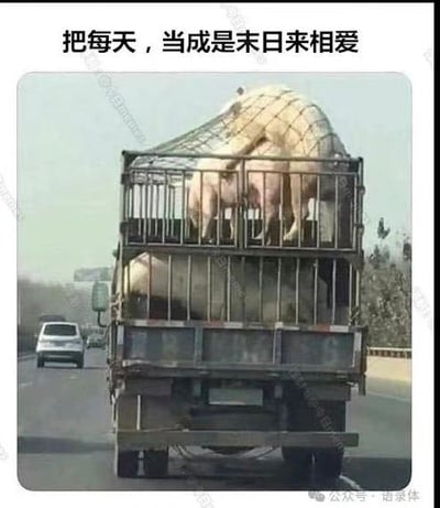 图片主体为一辆行驶在公路上的卡车，车厢内装有多层金属铁笼，数头猪被关在笼中。图片顶部配有文字“把每天，当成是末⽇来相爱”。通过将浪漫抒情的语录与猪（可能面临屠宰的“末日”处境）的运输场景结合，形成强烈的内容反差，营造出黑色幽默或讽刺的效果，引发观者对“末日”与“相爱”在不同语境下的联想。