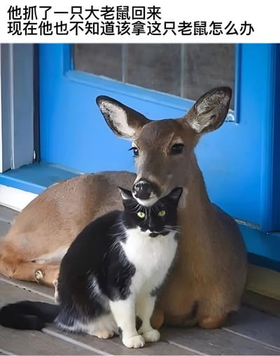 图片中一只黑白相间的猫坐在前方，身后趴着一只棕色的鹿，鹿的头部恰好位于猫的上方，形成一种视觉错觉。图片上方配有文字‘他抓了一只大老鼠回来 现在他也不知道该拿这只老鼠怎么办’，通过将体型较大的鹿幽默地比喻成‘大老鼠’，营造出猫抓到远超预期的‘猎物’后不知所措的搞笑场景。