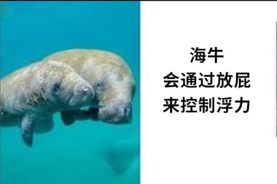 图片左侧为两只海牛在蓝色海水中悬浮的照片，海牛身体呈浅棕色，表情平静；右侧为白色背景上的黑色文字，内容为“海牛会通过放屁来控制浮力”。整体为左右对比的图文混排形式，旨在科普海牛的独特生理现象。