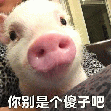 呆萌小猪疑惑脸配文'你别是个傻子吧'