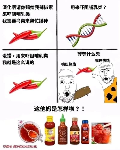 这是一张由四格漫画加底部展示区组成的搞笑梗图，以拟人的方式玩了生物演化的反差梗。第一格中，红辣椒向“演化”提出诉求：“演化啊请你赐给我辣椒素来吓阻哺乳类 我需要鸟类来帮忙播种”，表达了辣椒演化出辣椒素的原始生物目的；第二格中，代表演化的DNA双螺旋链疑惑地重复这个需求：“用来吓阻哺乳类？”；第三格辣椒再次确认这个目标：“没错，用来吓阻哺乳类 我就是这么说的”，随后出现两个卡通原始人形象，他们被辣椒辣到，一脸疑惑又惊讶地喊着“嘴巴热热”“等等什么鬼 嘴巴热热”，打破了辣椒的预期；第四格展示了多种瓶装、罐装的辣椒制品，包括辣椒酱、泡菜酱等，辣椒崩溃地质问“这他妈是怎样啦？！”。整个梗图通过生物演化常识和人类食用辣椒的文化形成强烈反差，制造出幽默效果，调侃辣椒演化出辣椒素本想吓阻哺乳类，结果人类反而将辣椒开发成各类美食，完全违背了辣椒的初衷。