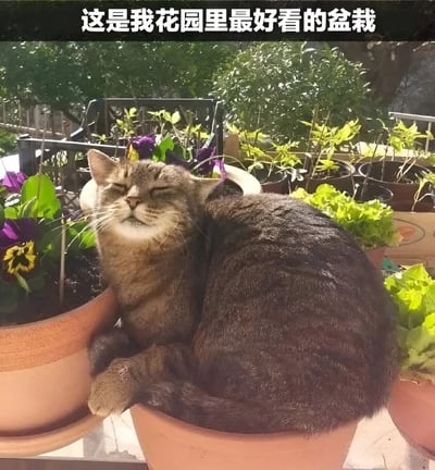 一只胖乎乎的虎斑猫蜷缩在陶土花盆中，双眼紧闭，露出满足的表情，仿佛在花盆里安睡。周围摆放着多盆绿植，有翠绿的叶子和紫色的小花，背景是阳光明媚的花园景象。图片顶部配有文字“这是我花园里最好看的盆栽”，将猫咪幽默地比作花园中最特别的“盆栽”，充满温馨可爱的氛围。