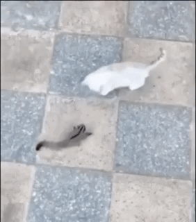 这是一段趣味动态GIF，画面背景是灰黄相间的方格地砖，一只白色猫咪因拍摄角度产生视觉错位，看起来如同扁平的纸片一般，正朝着前方一只灰色的小型动物（疑似老鼠）移动，制造出猫咪变“纸片”的搞笑反差效果，全程无文字对白，凭借视觉错位带来新奇又搞笑的观感。