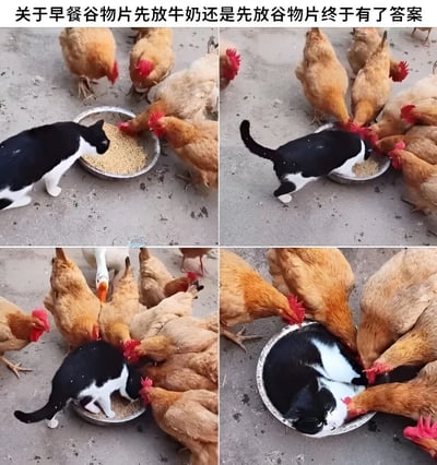 四格拼接的真实照片，展示一只黑白猫与一群鸡围绕谷物碗的互动过程。首图猫靠近装有谷物的碗，鸡群开始聚集；次图猫低头进食，鸡群围拢；第三图更多鸡加入，猫被包围；末图猫直接躺进碗中，鸡在周围继续啄食。图片标题幽默地将这一场景与'早餐谷物片先放牛奶还是先放谷物片'的争议联系，暗示猫（谷物片）最终'进入'碗（牛奶）中，给出趣味答案。