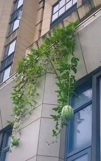 图片展示了一栋多层建筑的外墙，墙面由浅色瓷砖构成。一株茂盛的绿色西瓜藤从建筑上方垂落，藤蔓上长满了绿叶，其中一根藤蔓上吊着一个圆滚滚的西瓜，西瓜带有典型的深绿色条纹。藤蔓沿着墙面自然生长，靠近建筑的窗户位置，展现了城市环境中意外的自然生长景象。图中无人物、文字或水印，纯为自然植物与建筑的结合场景。
