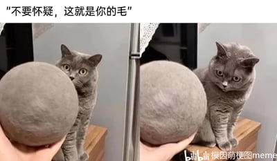 这是一张左右对比的实拍萌宠图，图中的主体是一只灰色英国短毛猫，它坐在木质柜子上。左侧画面里，铲屎官手持一个和猫咪毛色完全一致的巨型猫毛球，猫咪睁大眼睛，露出惊讶的神情，似乎不敢相信眼前的毛球是自己掉的；右侧画面中，猫咪看着这个毛球，表情变得无奈又生无可恋，仿佛接受了自己掉毛量巨大的事实。图片上方配文“不要怀疑，这就是你的毛”，精准地调侃了猫咪惊人的掉毛量，既展现了养宠过程中被掉毛困扰的趣味日常，也通过猫咪的表情变化制造出搞笑的反差感，容易引发养宠人士的共鸣。