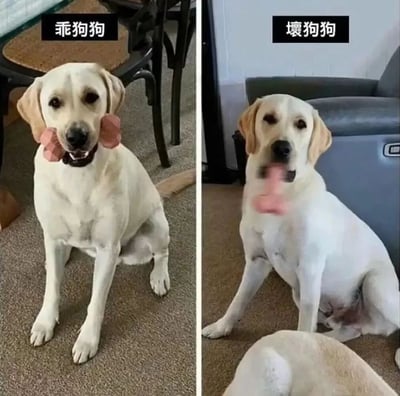 左侧画面中，一只黄色拉布拉多犬坐在铺有地毯的地面上，嘴里叼着一个粉色的玩具，眼神温顺，上方配有“乖狗狗”字样，显得乖巧听话；右侧画面中，同一只拉布拉多犬坐在另一个房间的灰色沙发旁，表情略带无辜，前方还有另一只狗狗的背影，上方配有“壞狗狗”字样，呈现出调皮捣蛋后的状态。两张图片通过左右对比，幽默地展现了宠物狗在不同情境下的反差萌，让人忍俊不禁。