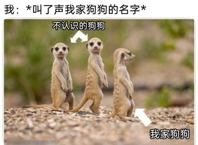 这是一张搞笑宠物梗图，用三只狐獴的照片模拟现实中主人叫自家狗狗名字时的有趣场景：当图中的“我”呼唤自家狗狗的名字后，被标注为“不认识的狗狗”的中间狐獴立刻转头看向镜头，表现出好奇回应的样子，而被标注为“我家狗狗”的右侧狐獴却背对着镜头，完全不理会呼唤，看向画面别处。这种强烈的反差生动还原了很多养宠人都会遇到的日常：自家宠物对主人的呼唤毫不在意，反而陌生的宠物会有反应，让人看后会心一笑，引发养宠人士的共鸣。