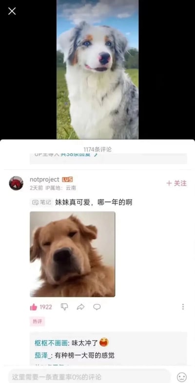这是一张哔哩哔哩（B站）的竖屏社交媒体截图，上方是一只陨石色边境牧羊犬的视频片段，狗狗有着灰白相间的毛发和蓝色眼睛，正端坐在户外草地看向镜头；下方是该视频的评论区，用户notproject发布热评，用搭讪人类女性的话术“妹妹真可爱，哪一年的啊”来调侃这只狗狗，并配上了一张表情显得老成油腻的金毛犬图片，制造出反差搞笑的效果，这条评论获得1922个赞，下方还有其他用户评论“味太冲了”“有种榜一大哥的感觉”，进一步呼应这个玩梗的趣味氛围，整体是网友在宠物视频内容下的拟人化趣味互动。