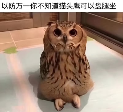 图片上方配有文字'以防万一你不知道猫头鹰可以盘腿坐'，下方是一只猫头鹰正以类似人类盘腿坐的姿势坐在浅色表面上。猫头鹰有着圆溜溜的大眼睛，羽毛呈棕褐色带有斑纹，表情呆萌，整体画面可爱又有趣，展示了猫头鹰不常见的坐姿。