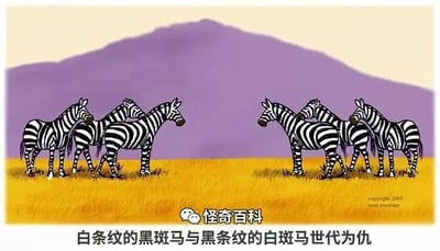 这是一张左右对比式的卡通静态横图，画面背景是黄色草原与紫色远山，左侧是三只黑底带有白色条纹的斑马，右侧是三只白底带有黑色条纹的斑马，两群斑马面对面呈现对峙姿态。图片底部配有文字“白条纹的黑斑马与黑条纹的白斑马世代为仇”，这个内容是一个荒诞的讽刺梗，将斑马的两种不同描述角度具象化为两个对立的族群，以此讽刺现实中那些基于无差别、无意义的划分而制造出的对立与争端，用夸张的方式凸显这类对立的荒谬性。