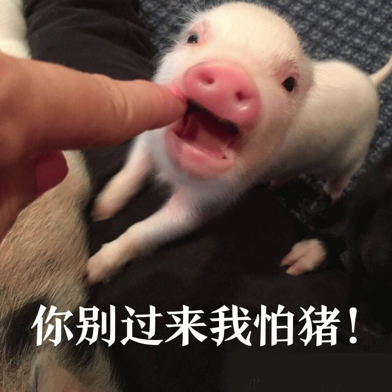 小猪怕猪的搞笑瞬间