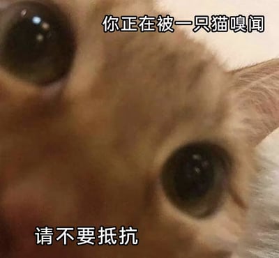 这是一张猫咪特写的搞笑表情包，猫的脸贴近镜头，双眼注视画面的观众，营造出强烈的临场感和幽默感。配字"你正在被一只猫嗅闻，请不要抵抗"，把猫咪的好奇和亲密表现得极致，常用于调侃主子与铲屎官之间无条件屈服的情景。画面压迫感突出、文字与表情搭配形成反差萌。没有明显谐音或双关，但 "抵抗" 字眼加重了幽默色彩。
