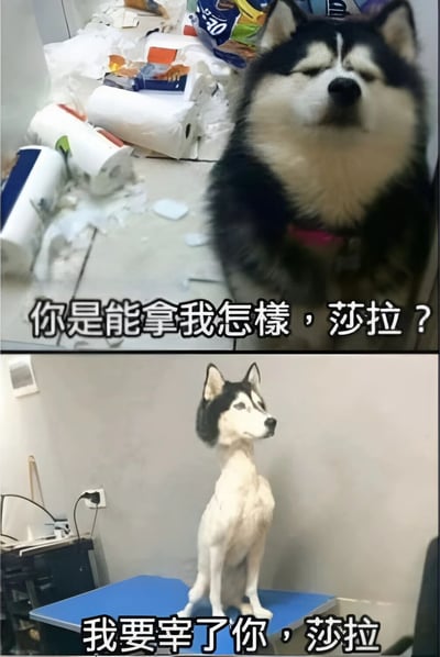 上图为一只哈士奇犬坐在满地狼藉的环境中，周围散落着撕碎的纸巾、卷纸和零食包装袋，狗狗眯眼歪头，表情得意，配文“你是能拿我怎样，莎拉？”；下图则是一个哈士奇标本僵硬地站立在蓝色桌子上，背景简洁，配文“我要宰了你，莎拉”。通过上下对比形成强烈反差，用“宰了”的双关（既指教训也暗示做成标本）制造幽默效果。