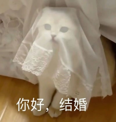 图片中一只通体雪白的猫咪头戴白色蕾丝面纱，面纱边缘有精致花纹，部分垂落在身体两侧。猫咪静坐于木质地板上，背景是带有圆形镂空花纹的白色窗帘。画面底部配有白色文字“你好，结婚”，整体营造出猫咪化身“求婚者”的萌趣场景，通过拟人化手法传递出轻松幽默的氛围。