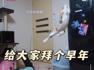 这是一张搞笑祝福类表情包，拍摄场景为普通居民家室内，画面中可见猫爬架、带通风条的房门、贴有装饰的冰箱、猫砂盆等家居物品，一只三花色猫咪正处于腾空跳跃的状态，前爪抬起的姿态巧合地和人类作揖拜年的动作十分相似，图的上方配有小字“今日份祝福”，底部配有醒目的大号文字“给大家拜个早年”，利用猫咪的巧合动作制造诙谐的拜年效果，趣味十足，适合用于社交场景的祝福互动。