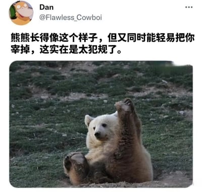 这是一张社交媒体截图，内容为用户Dan（@Flawless_Cowboi）发布的帖子。帖子文字部分写道：“熊熊长得像这个样子，但又同时能轻易把你宰掉，这实在是太犯规了。” 下方配图是一只北极熊仰卧在草地上，抬起一只前爪，表情呆萌可爱，形成了外表软萌与实际潜在力量的有趣反差。