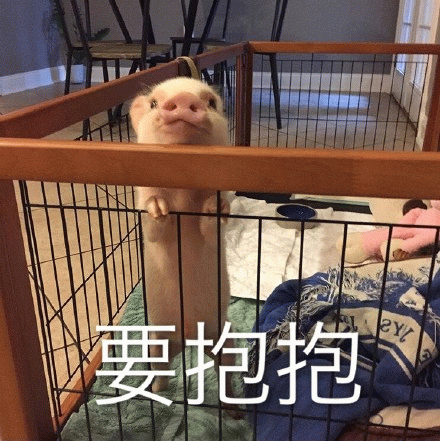小香猪站笼里求抱抱，萌化了！