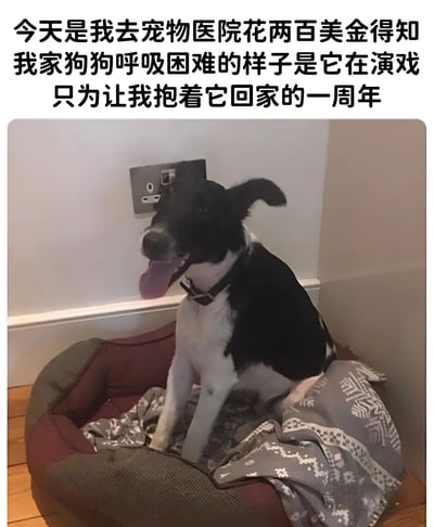图片上方是一段文字：'今天是我去宠物医院花两百美金得知我家狗狗呼吸困难的样子是它在演戏只为让我抱着它回家的一周年'。下方是一只黑白相间的狗狗坐在狗窝里，吐着舌头，看起来很开心。这张图幽默地展示了狗狗为了得到主人的关注和抱抱而'装病'的趣事，以及主人因此产生的又好气又好笑的经历。