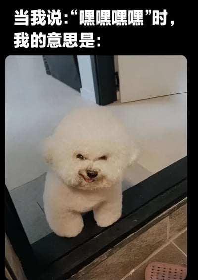 图片上方为黑色背景白色文字：“当我说：“嘿嘿嘿嘿”时，我的意思是：”，下方是一只白色比熊犬坐在台阶上的照片。狗狗毛发蓬松，眼睛微眯，嘴巴微张，露出似笑非笑的调皮表情，仿佛在传达“嘿嘿嘿嘿”所蕴含的狡黠或玩笑意味。整体通过文字与宠物表情的结合，以幽默方式诠释日常口语中“嘿嘿嘿嘿”的潜在含义。