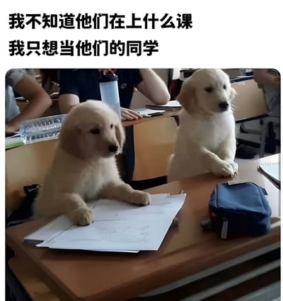 图片中展示了两只金毛幼犬坐在教室的课桌前，前爪分别搭在纸上，仿佛在认真上课。背景中可以看到其他学生的手臂和桌上的水杯、文具等物品，营造出真实的课堂氛围。图片上方配有文字“我不知道他们在上什么课 我只想当他们的同学”，表达了对成为这些可爱幼犬“同学”的向往，整体风格温馨治愈。