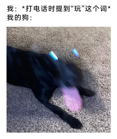 图片上方配有文字“我：*打电话时提到‘玩’这个词* 我的狗：”，下方是一张实拍照片。照片中一只黑色的狗趴在地毯上，身体因快速移动而产生明显的运动模糊，周围还有蓝色和粉色的动态光效，生动表现出狗狗听到“玩”字后瞬间兴奋、迫不及待想要互动的反应，画面充满趣味性和真实感。