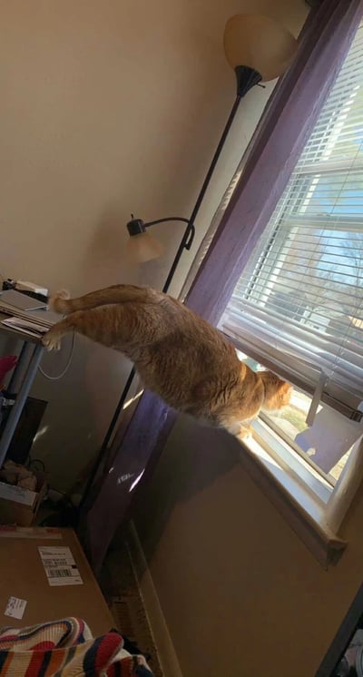 一只橘色的猫正伸展身体，后腿站在书桌上，前爪搭在窗台上，努力探头望向窗外。房间内有一张书桌，桌上放有物品，旁边立着一盏落地灯，窗户装有百叶窗，部分拉开，阳光透过窗户照进室内。猫咪的姿势展现出它对窗外世界的好奇。