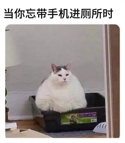 图片上方有文字“当你忘带手机进厕所时”，下方是一只表情严肃的肥猫正襟危坐于猫砂盆中的照片。这张梗图通过猫的严肃表情幽默地表现了现代人忘记带手机进厕所时的无聊、尴尬和无所适从的状态，反映了人们对手机的高度依赖。