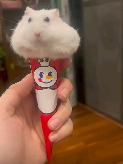 这张静态照片中，一只圆滚滚的白色仓鼠被主人放置在印有蜜雪冰城标志性雪王图案的甜筒纸套中，一只手握住纸套下半部分将仓鼠托举起来。仓鼠神态呆萌平静，乖乖待在纸套里，头部恰好露出纸套顶端，视觉上和甜筒冰淇淋的造型高度重合，创意十足，画面软萌有趣，是充满巧思的宠物趣味摄影作品。