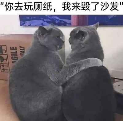 图片中两只灰色猫咪面对面坐着，左侧猫咪用前爪搭在右侧猫咪身上，姿态亲昵，仿佛在密谋着什么。图片顶部配有文字“你去玩厕纸，我来毁了沙发”，将猫咪拟人化，幽默地表现了它们可能进行的调皮捣蛋行为，背景中可见一个纸箱和墙上的装饰画，整体氛围轻松有趣。
