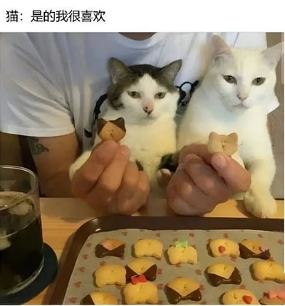 图片中一个人穿着白色T恤，怀里抱着两只猫。两只猫分别用爪子（或由人辅助）拿着猫形状的饼干，面前的托盘上还放着许多装饰精美的猫形饼干。左上角有一杯深色饮料。图片上方配有文字“猫：是的我很喜欢”，以猫咪的口吻表达了对饼干的喜爱，营造出温馨可爱的氛围。