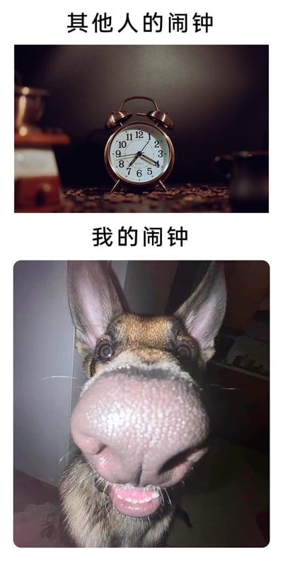 这是一张上下分栏的趣味对比图，上半部分标注“其他人的闹钟”，展示了一个复古风格的铜色双铃石英闹钟，放置在铺满咖啡豆的台面上，整体氛围安静文艺；下半部分标注“我的闹钟”，是一张宠物狗的近距离特写照片，狗狗的大鼻子占据了画面的主要部分，表情活泼搞怪。这张图通过对比，用幽默的方式调侃养宠人的日常：自己不是被普通闹钟叫醒，而是被自家活泼的宠物叫醒，和他人的常规闹钟形成有趣反差，充满生活趣味。