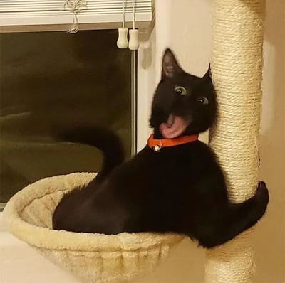 一只全身黑色的猫咪，戴着橙色的项圈（项圈上有小铃铛），正躺在猫爬架的米色猫窝里。它的身体放松地靠在猫爬架的柱子上，一只爪子还抱着柱子，嘴巴张开，舌头微微伸出，眼睛圆溜溜的，看起来非常开心和俏皮。背景中可以看到带有白色百叶窗的窗户，整体场景温馨可爱，充满生活气息。