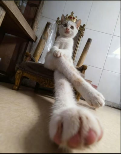 一只白色带有橙色斑点的猫咪正坐在一把装饰华丽的木椅上，头上戴着一个金色的小皇冠，显得十分高贵。猫咪将双腿向前伸展，一只爪子特别靠近镜头，展现出可爱的肉垫。背景是带有白色瓷砖的墙面和一些木质家具，整体画面营造出一种"猫咪国王"的有趣场景。
