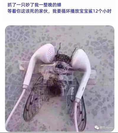这是一张充满趣味的恶搞梗图，画面主体是一只蝉的头部被两个白色有线耳机的耳塞部分夹住，视觉上营造出蝉被强制戴上耳机的效果。图片上方的配文写道“抓了一只吵了我一整晚的蝉 等着你这该死的家伙，我要循环播放宝宝鲨12个小时”，以荒诞的“报复”行为，调侃了人们被蝉鸣这类噪音骚扰后的烦躁情绪，用“以其人之道还治其人之身”的搞笑逻辑，将人类的情绪投射到整蛊蝉的行为上，反差感拉满，十分搞笑。