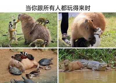 这是一张四格拼接的梗图，顶部配有文字“当你跟所有人都玩得来时”，通过四张真实的动物实拍照片，展示了水豚和各类动物的和谐相处场景：左上是水豚被几只松鼠猴围绕互动，右上是水豚亲昵地挨着一只黑白花色的猫咪，左下是水豚和乌龟、鸭子等动物挤在一起晒太阳休息，右下是水豚和鳄鱼在水边并肩趴卧。图中用水豚这种天生性格温顺、能和几乎所有动物友好共处的动物，来比喻社交能力极强、和谁都能打成一片的“社交达人”，画面温馨有趣，精准贴合主题，没有双关或谐音梗。