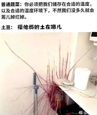 这张梗图通过幽默对比普通蔬菜和土豆的储存需求来制造笑点。上方文字显示普通蔬菜要求合适的温度和湿度环境，否则会蔫掉烂掉；而土豆则简单直接地问“操他妈的土在哪儿”。图片下方展示了一株长着细长红褐色茎的植物，似乎是被随意放置在墙角，旁边有一个白色台面，上面放着纸巾盒等物品。这种强烈的对比突出了土豆对生长环境的简单需求，与其他蔬菜形成鲜明反差，产生幽默效果。