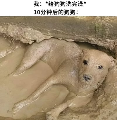 图片上方配有文字'我：*给狗狗洗完澡* 10分钟后的狗狗：'，下方是一只全身沾满泥浆的狗狗，正躺在泥泞的水坑里，眼神无辜地看向镜头。通过前后对比（洗完澡 vs 沾满泥）制造幽默效果，展现宠物主人给狗狗洗澡后很快又弄脏的无奈与搞笑场景。