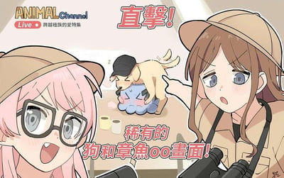 这是一张模仿动物纪录片风格的搞笑卡通梗图：画面前景是两位身着探险服、手持望远镜的女生，她们一脸震惊地注视着前方；背景里，戴着黑帽子的浅黄色小狗正趴在蓝色章鱼角色的身上，章鱼角色脸红着冒出爱心泡泡，看起来十分亲昵。图中文字用「直击珍稀画面」的纪录片口吻，搭配「OO画面」的打码暗示，制造出低俗误会的反差感，实际是可爱的跨物种友好互动，用严肃的拍摄视角放大了这种搞笑效果。
梗说明：「OO画面」是利用打码制造的暗示梗，故意引导观众产生低俗联想，实际呈现的是温馨可爱的动物互动，通过反差感实现搞笑效果。