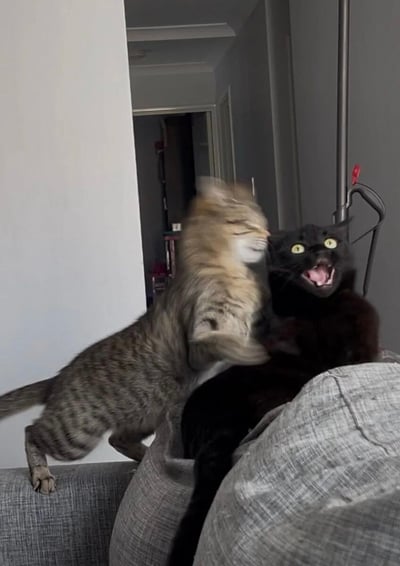 室内居家场景中，一只橘灰色虎斑猫正腾空跃起，前爪猛烈扑向趴在灰色沙发靠背上的纯黑猫咪。黑猫被突袭后瞬间仰头，双眼圆睁爆发出绿光，嘴巴大张露出尖牙，表情充满惊恐与愤怒。虎斑猫因快速动作导致头部和前爪呈现动态模糊，背景可见客厅通往走廊的门洞及金属晾衣架，整体画面捕捉到宠物间突发打闹的生动瞬间，充满生活气息与喜剧效果。